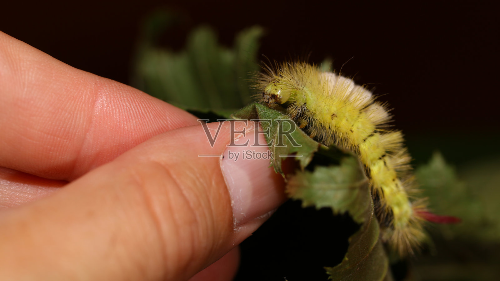 蒲公英或苍白的草丛照片摄影图片