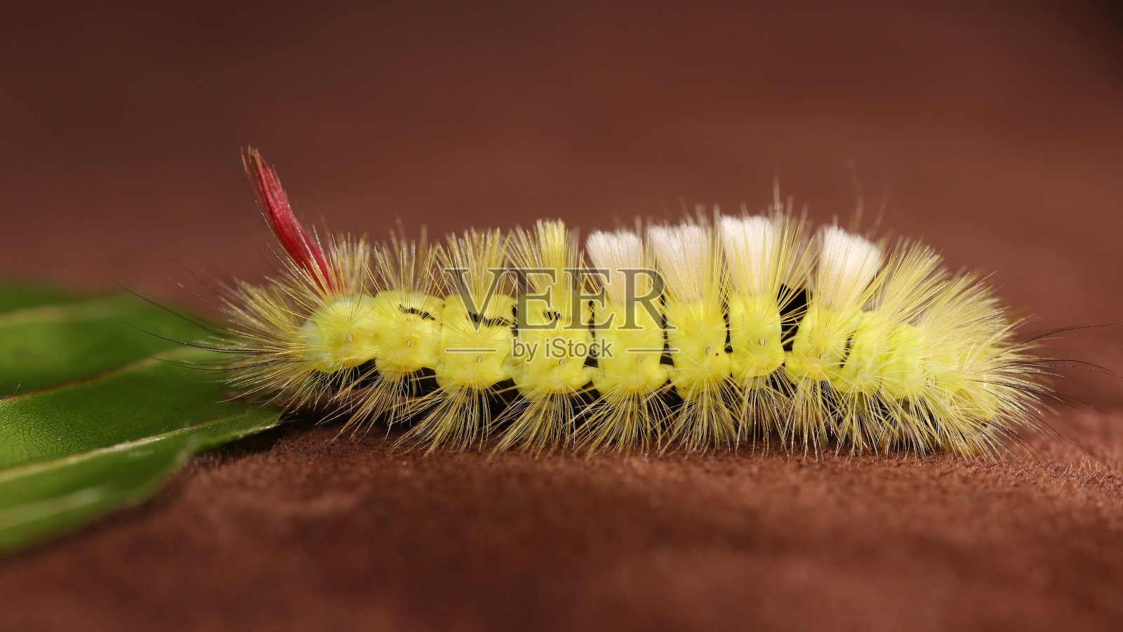 蒲公英或苍白的草丛照片摄影图片