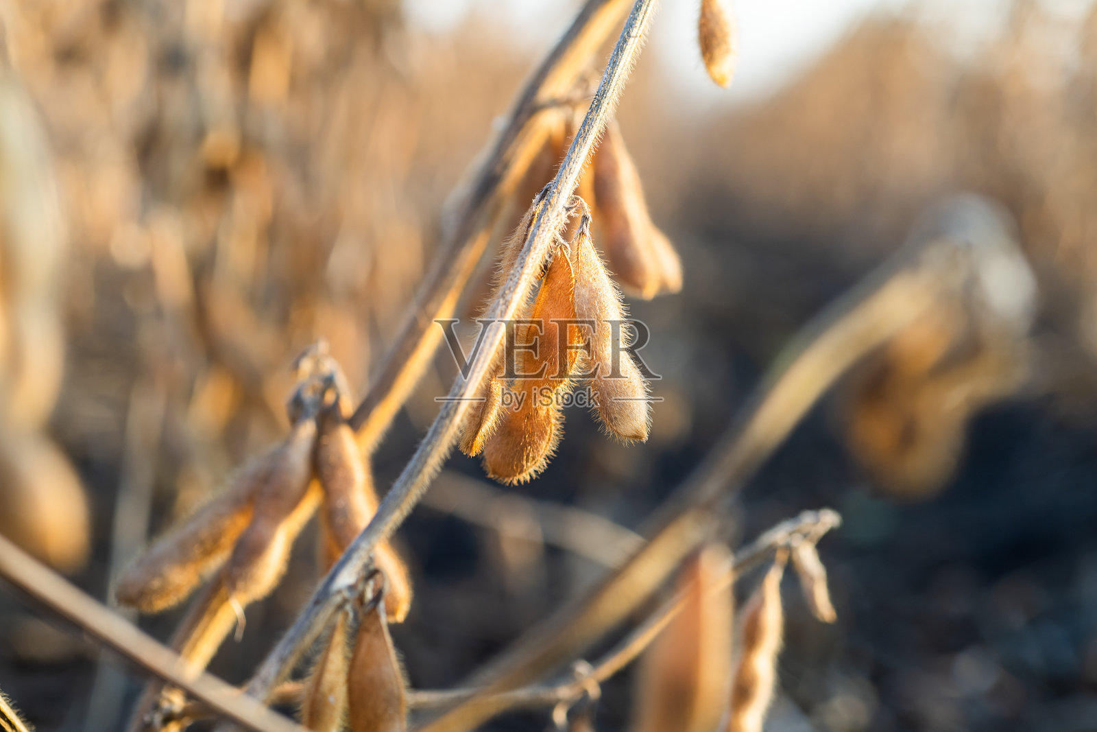 大豆植物的特写照片摄影图片