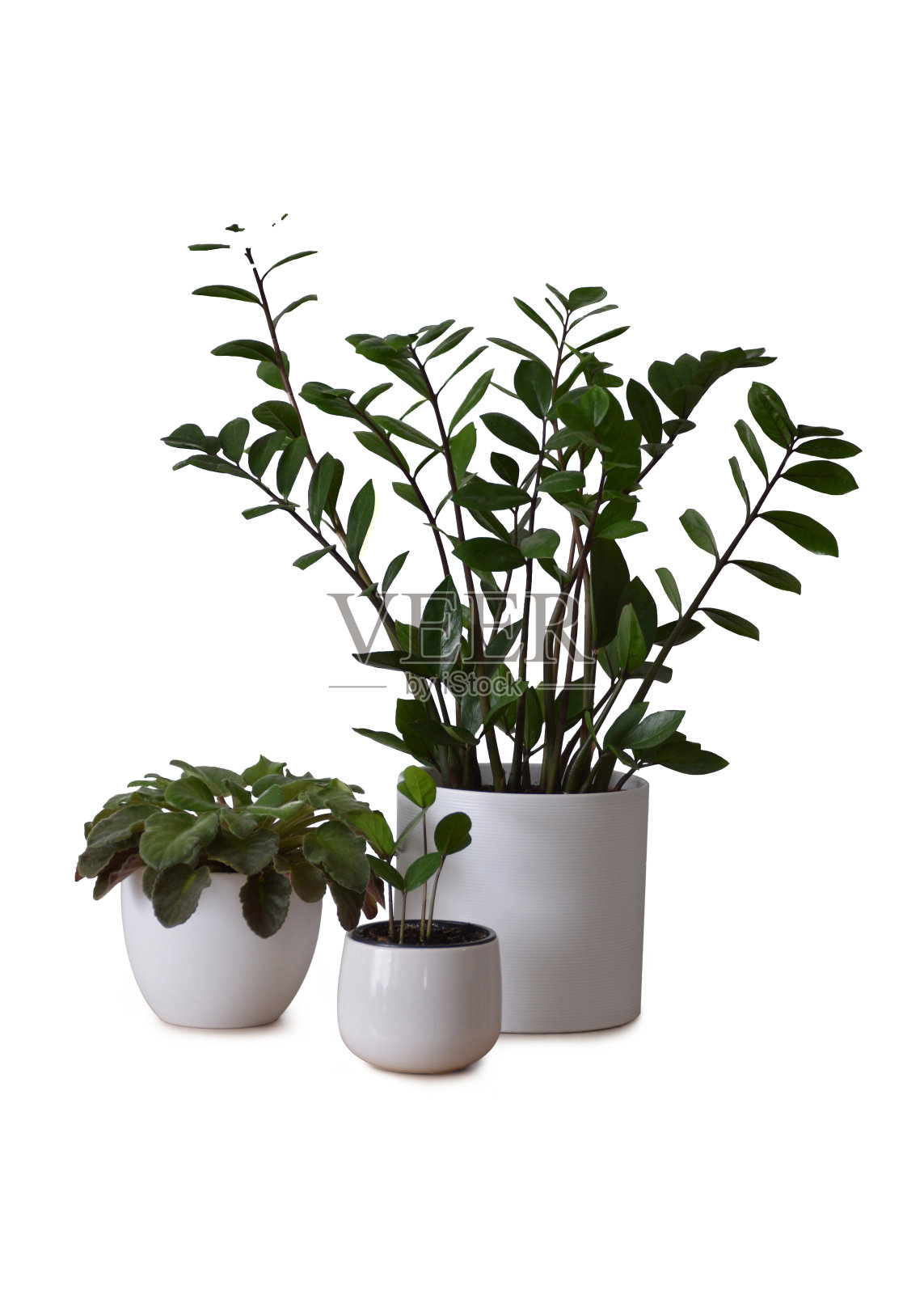 ZZ植物或Zamioculcas zamiifolia和非洲紫罗兰孤立在白色背景上。室内植物孤立在白色上照片摄影图片