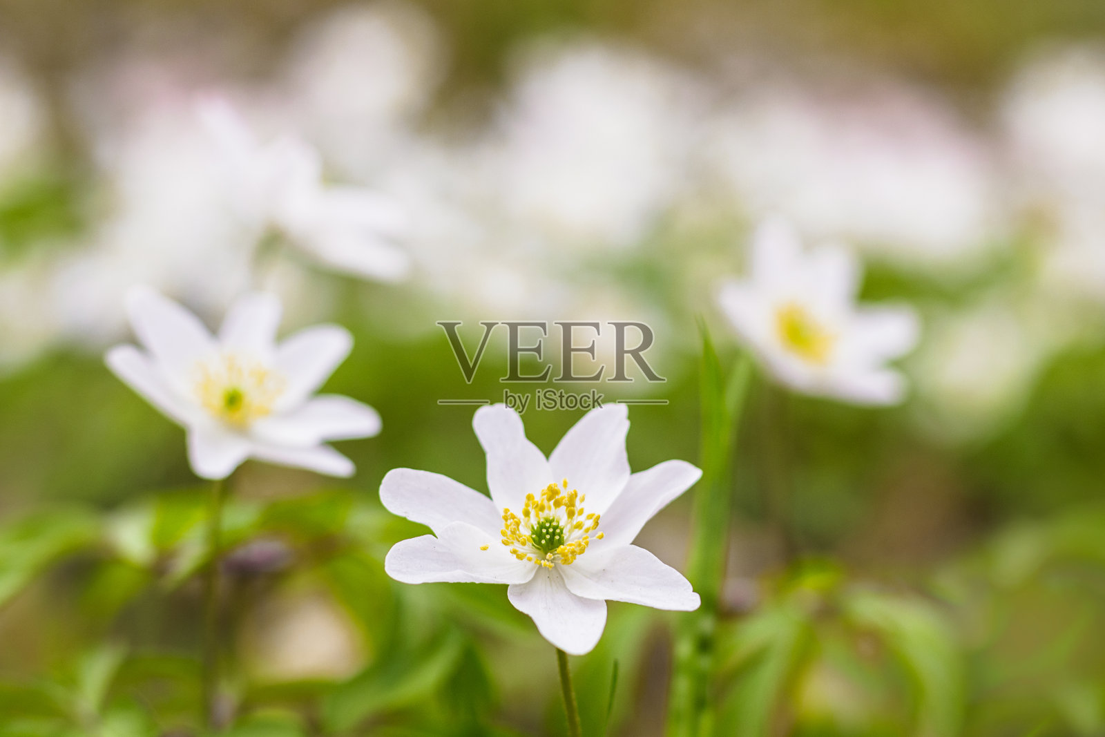 森林里春日白花银莲花的特写。照片摄影图片