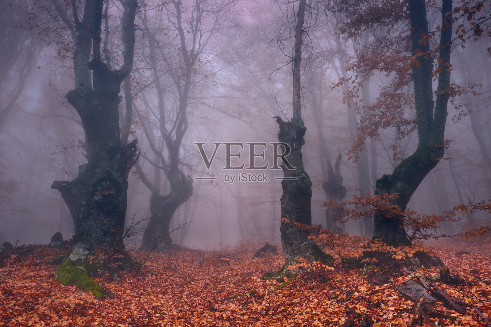 山毛榉林中的雾。照片摄影图片