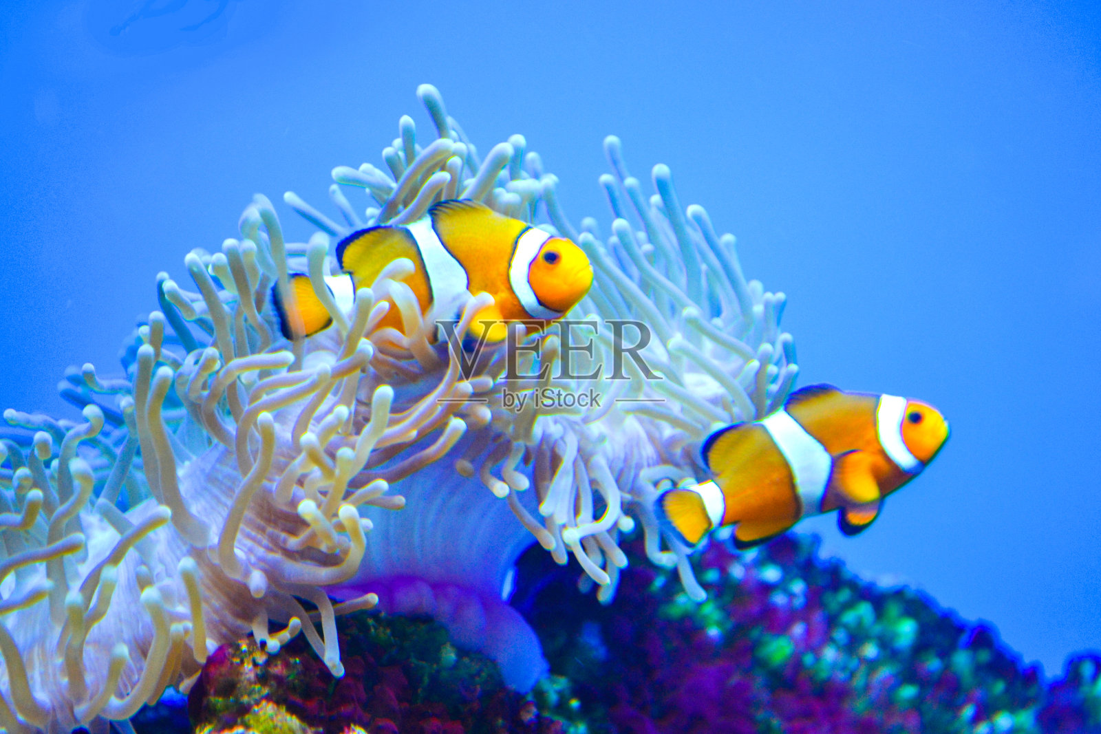 白色和橙色照片摄影图片