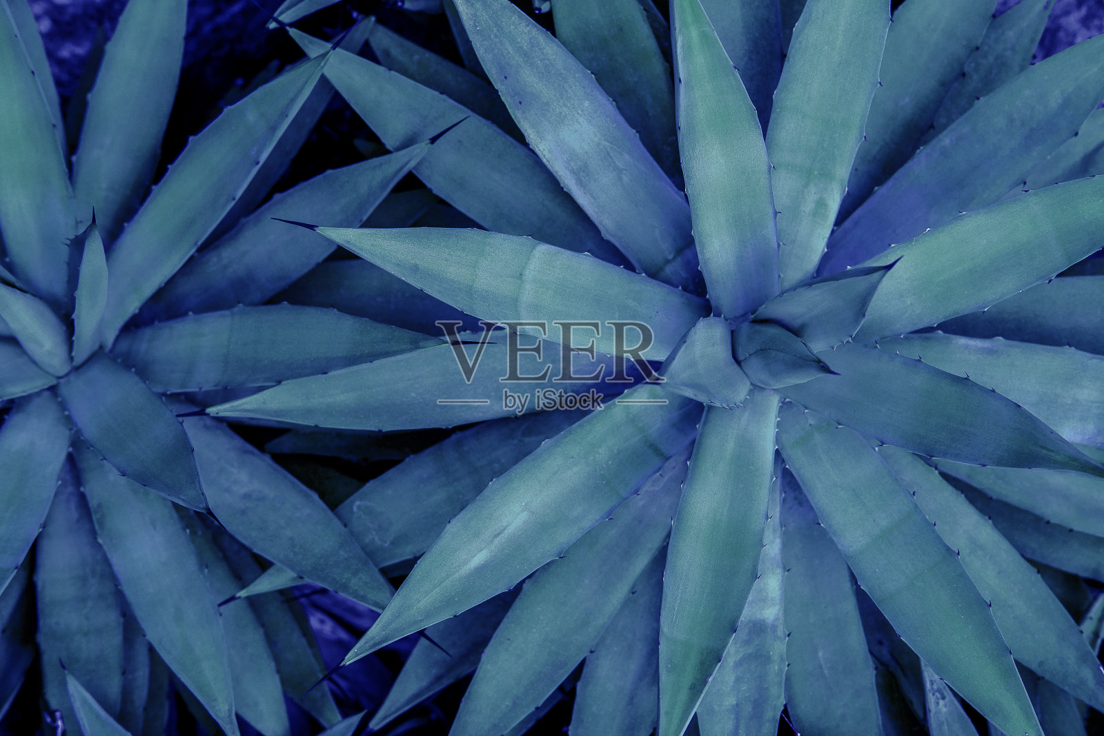 特写龙舌兰仙人掌，抽象的自然图案背景和纹理，深蓝色色调照片摄影图片