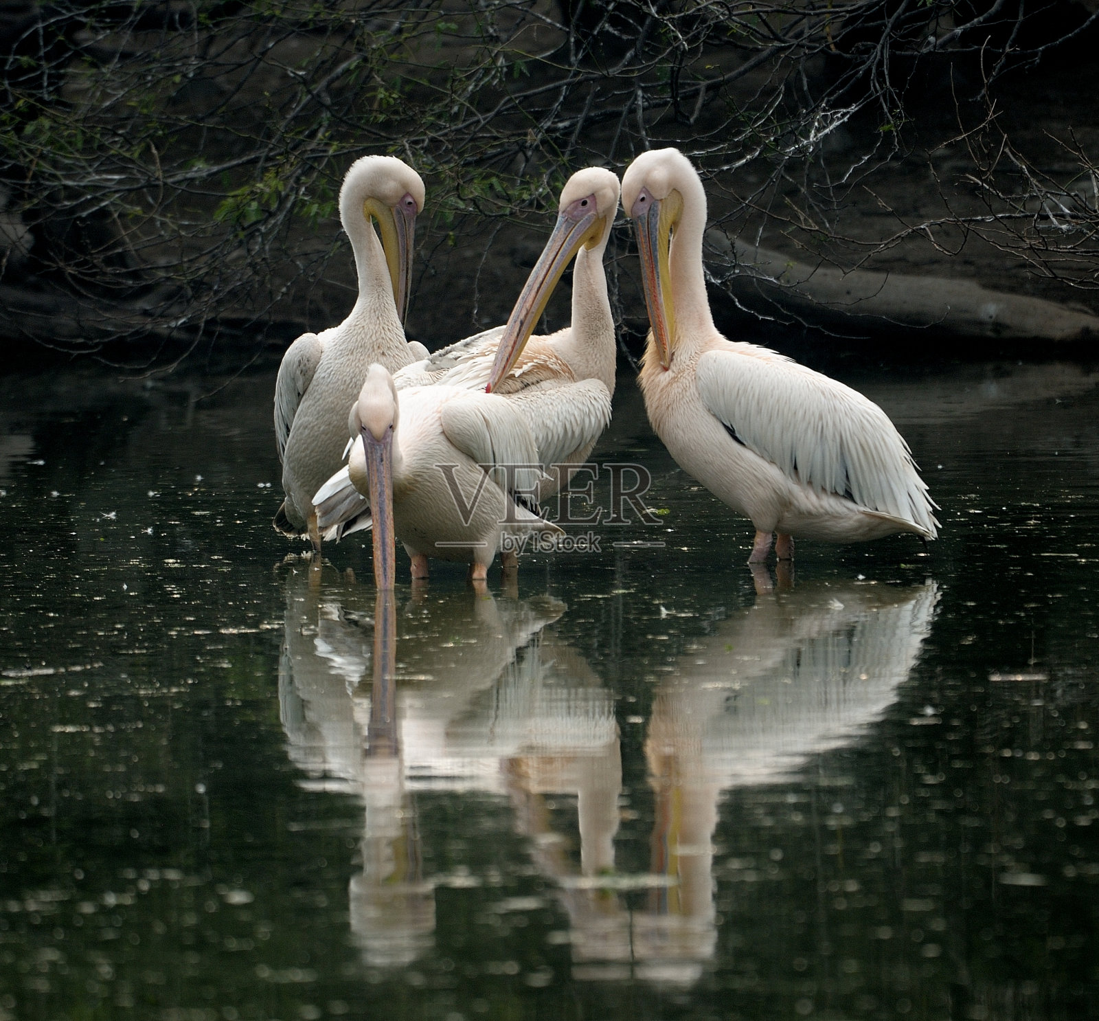 鹈鹕照片摄影图片