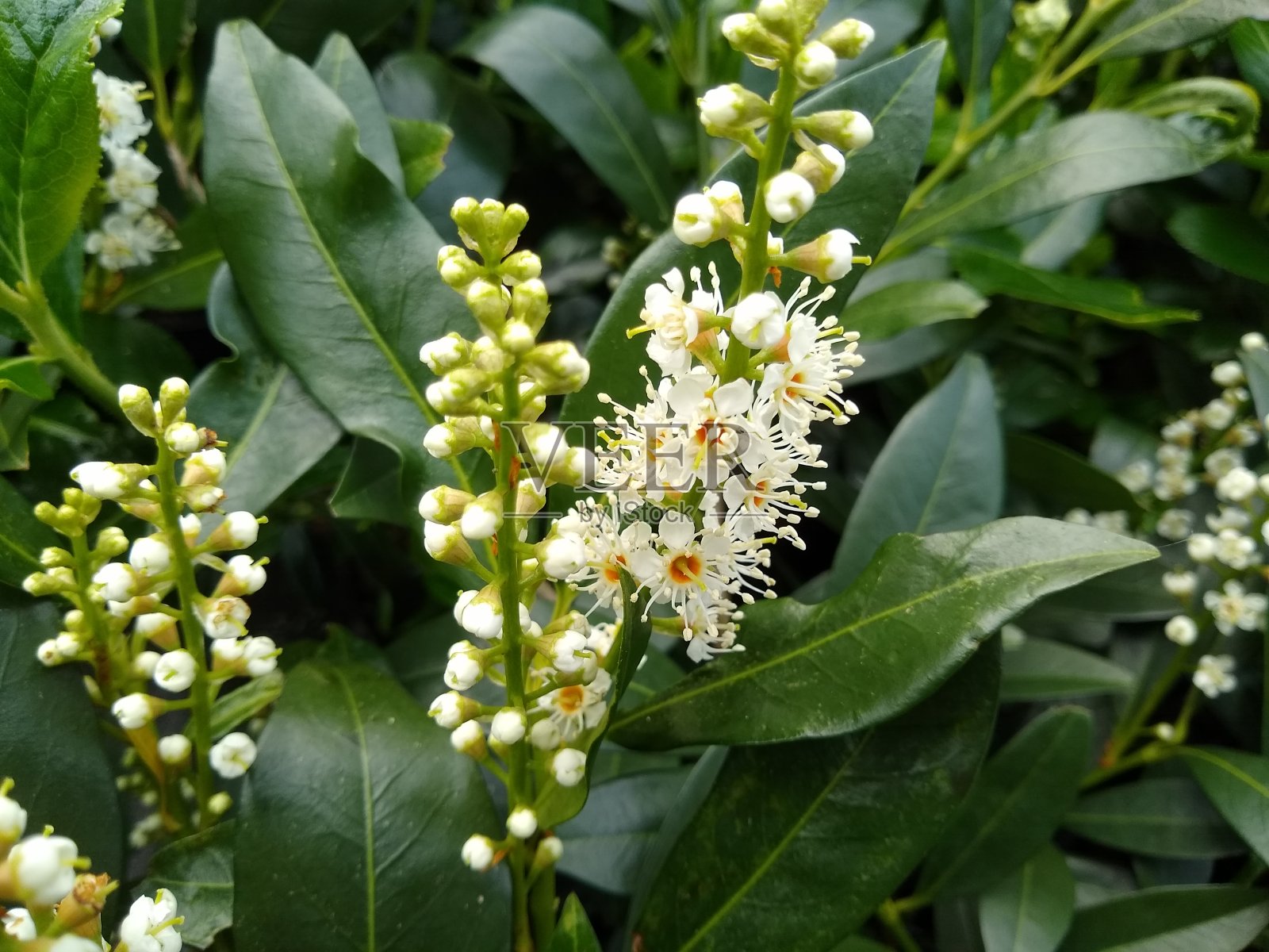 月桂李'Otto Luyken'照片摄影图片