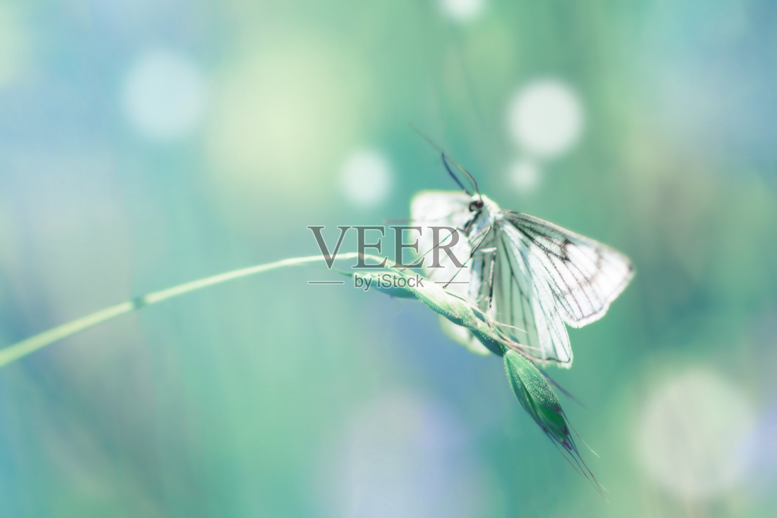 清新的绿草和蝴蝶在清晨清凉的阴霾。抽象的春天的背景。照片摄影图片