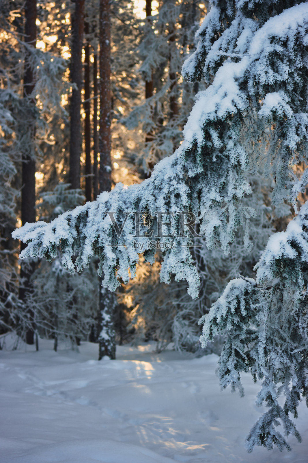 覆盖着雪的云杉树枝。照片摄影图片