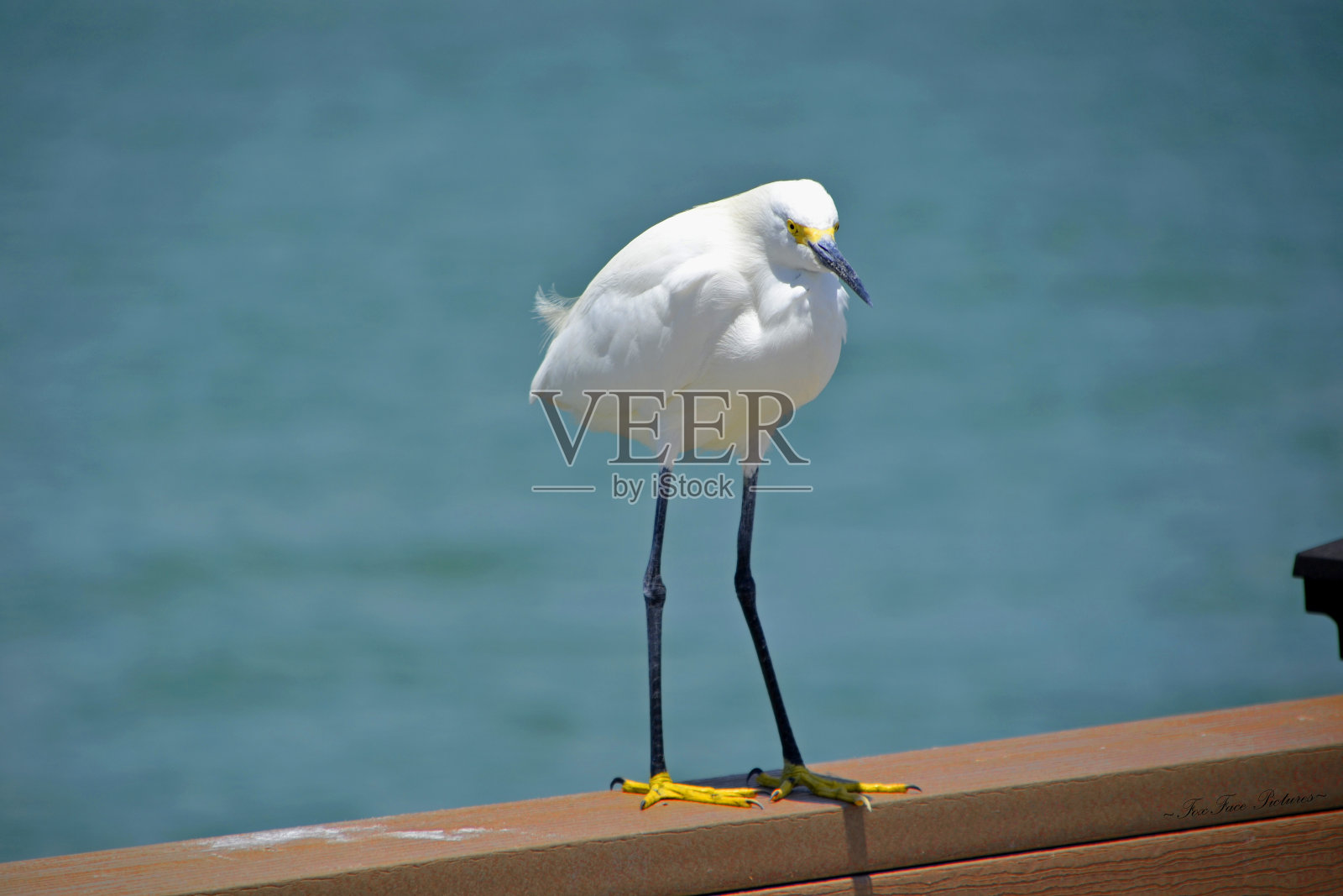 鹭白照片摄影图片