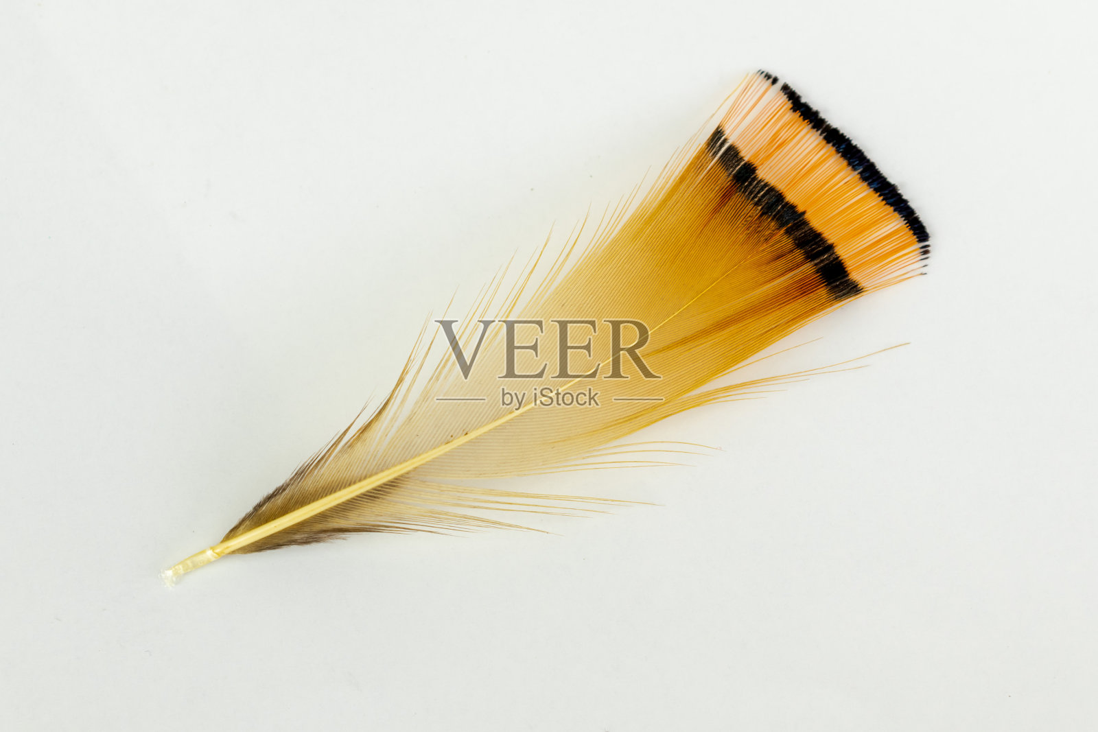 金鸡羽毛在一个白色孤立的背景照片摄影图片