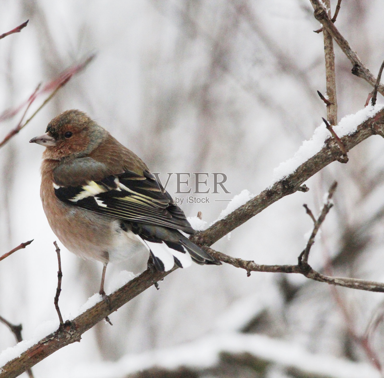 小鸟照片摄影图片