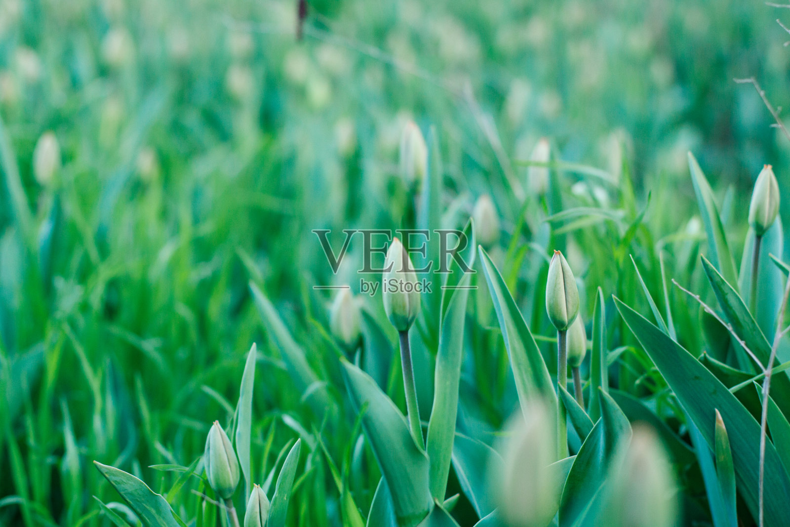 绿色新鲜的郁金香花蕾之前，他们开花。照片摄影图片