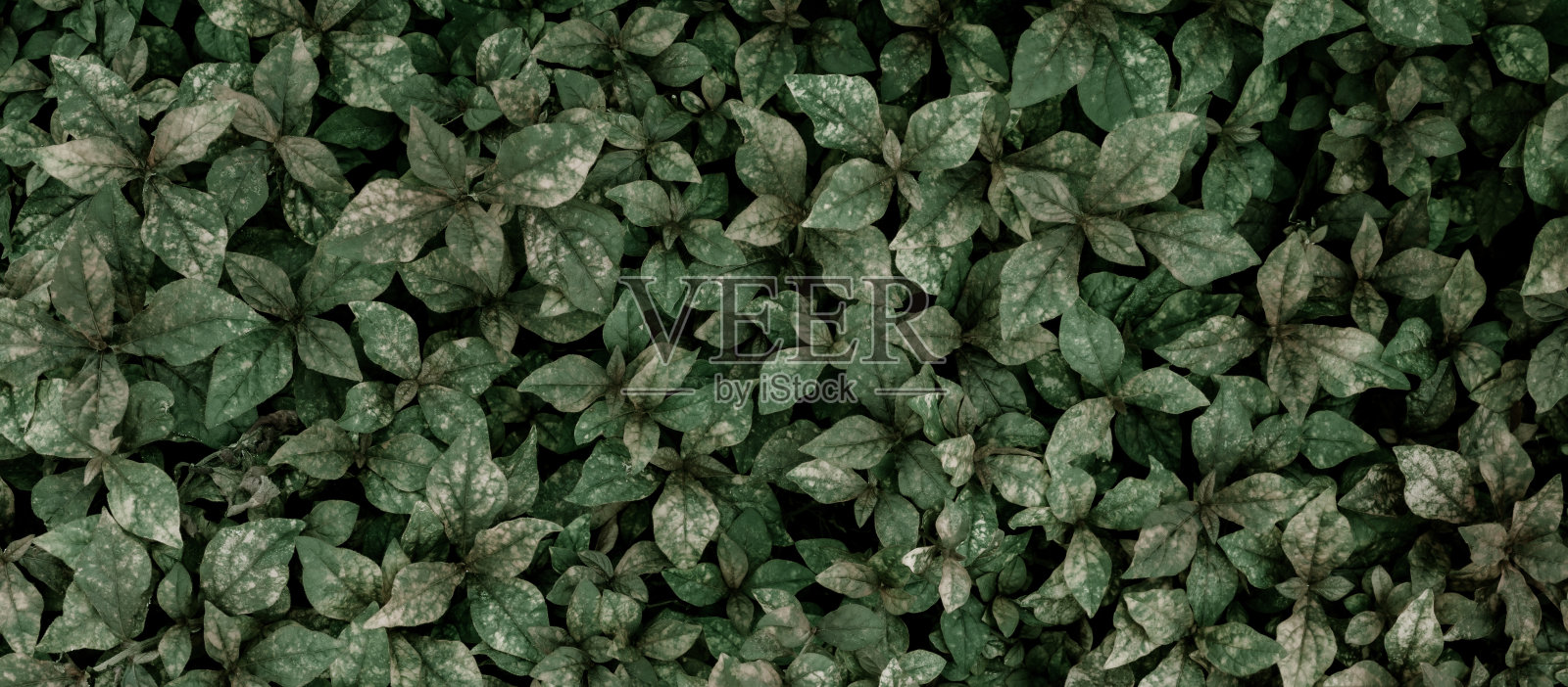 热带叶片，抽象的深绿色叶片纹理，自然背景照片摄影图片