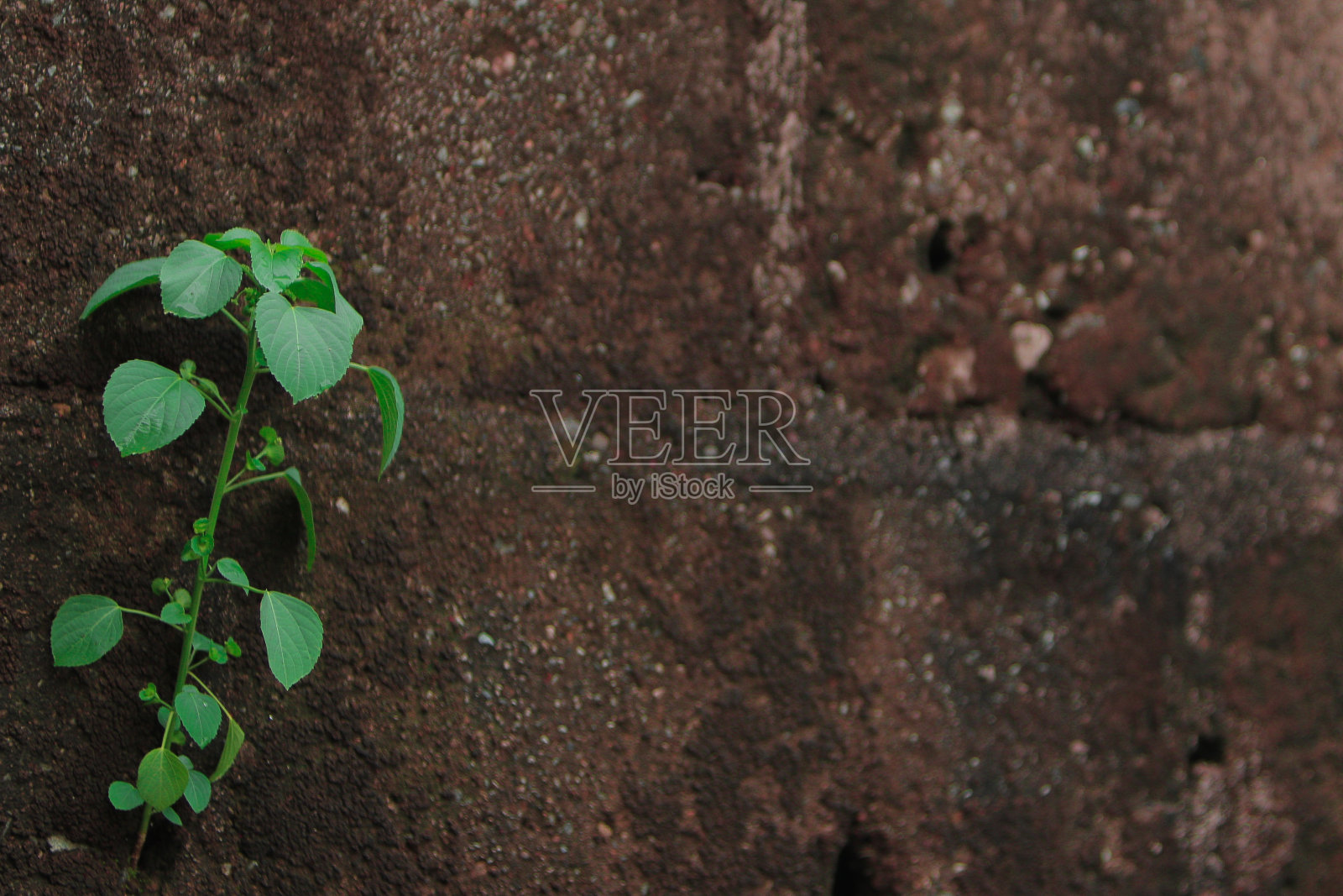 传统药用植物(耳环)照片摄影图片