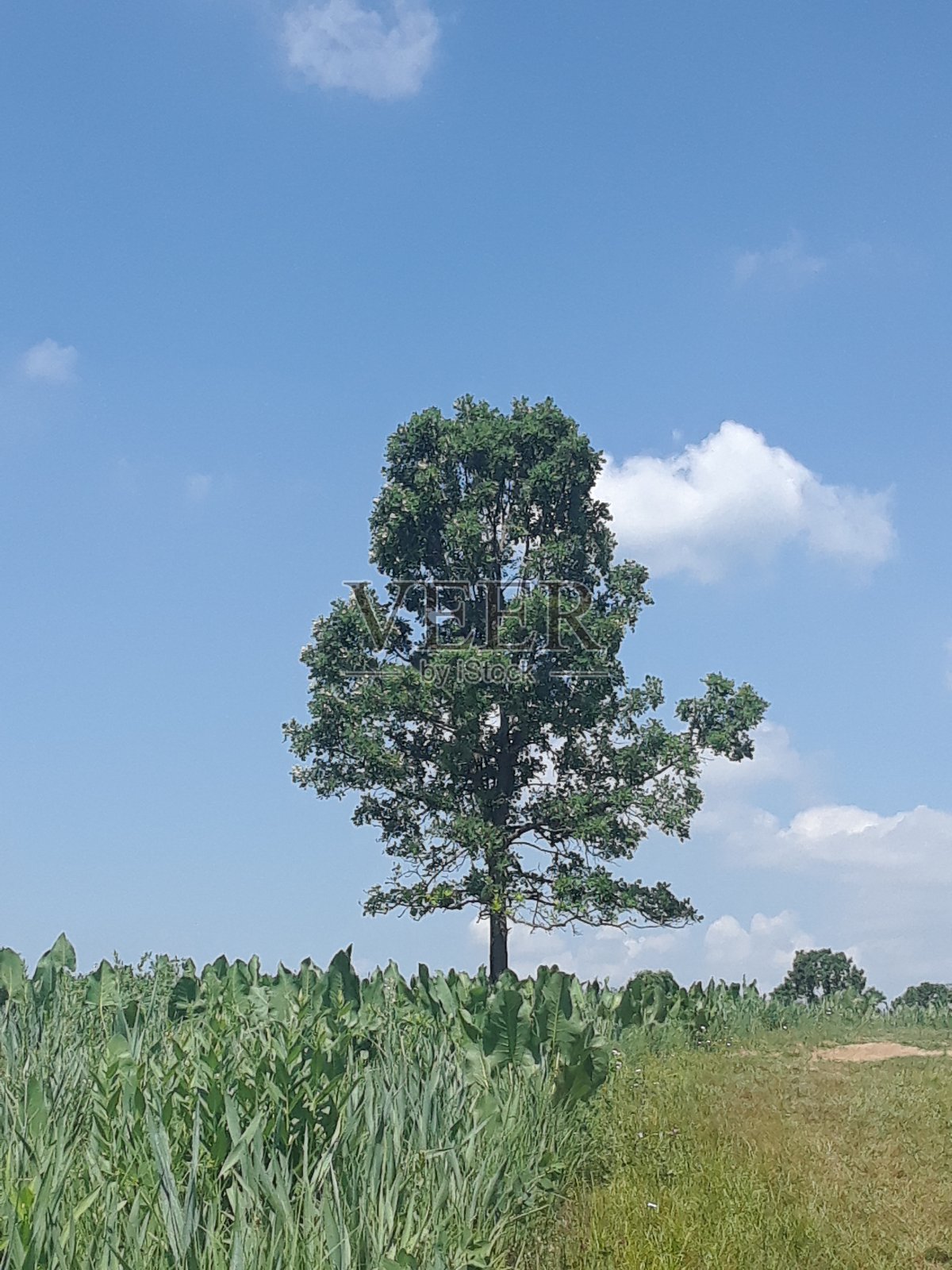 树照片摄影图片