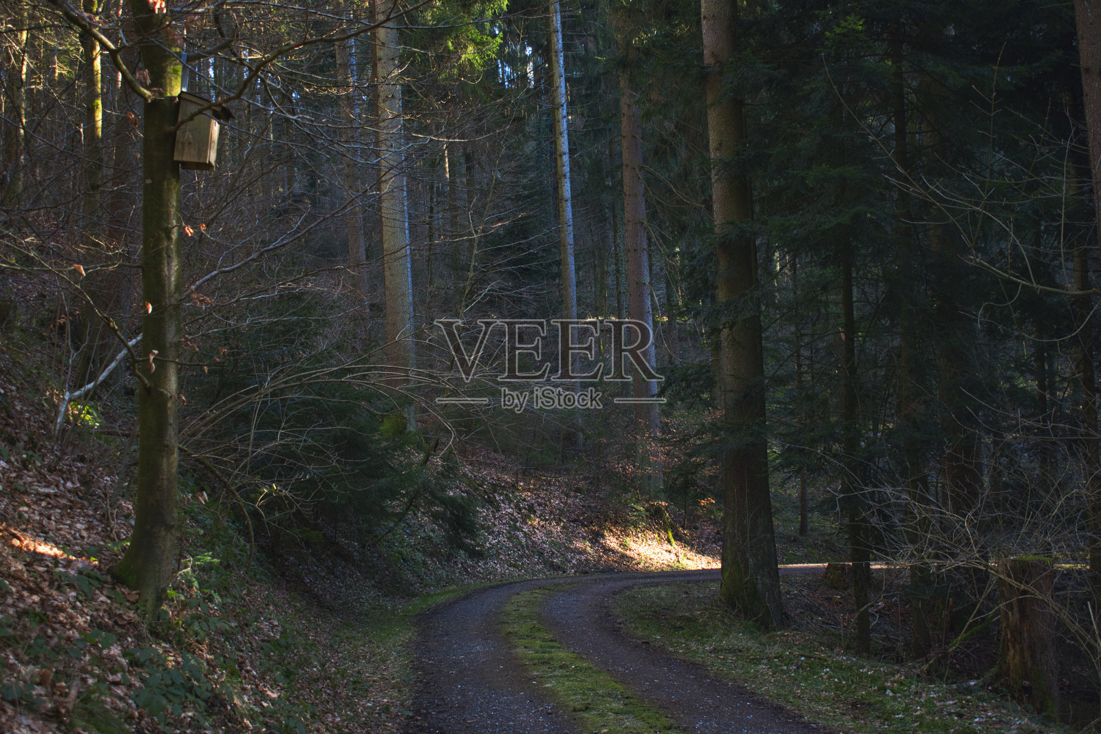 森林的路径照片摄影图片