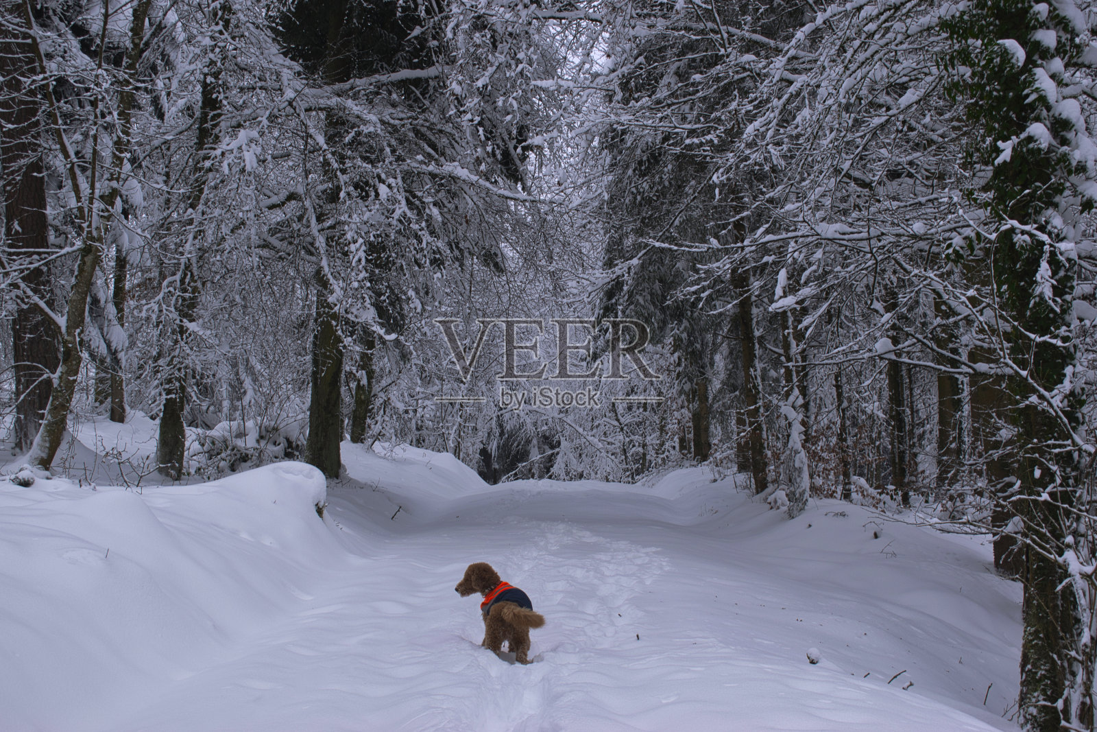 狗在冬天照片摄影图片
