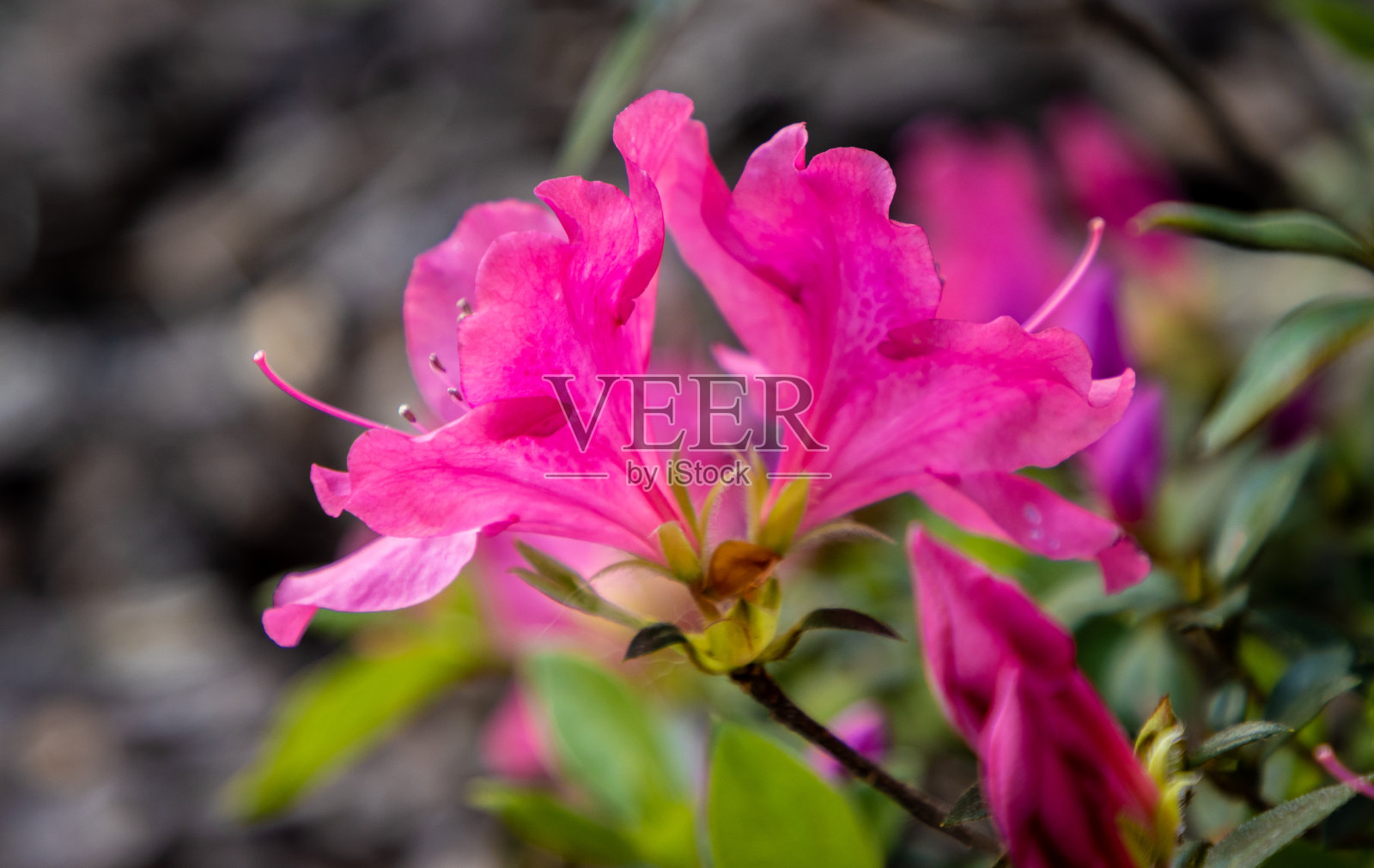 两朵粉红色的杜鹃花生长在灌木上照片摄影图片