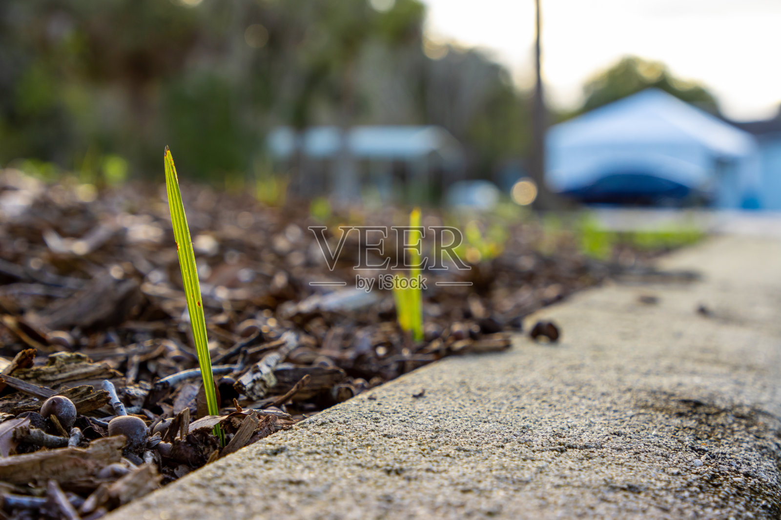 郊区人行道旁的一块泥土上长出了青草照片摄影图片
