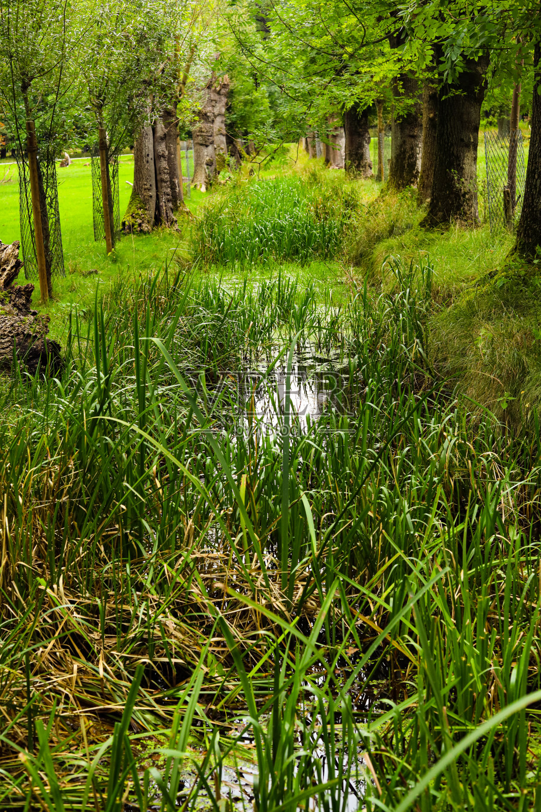 流与灌木照片摄影图片