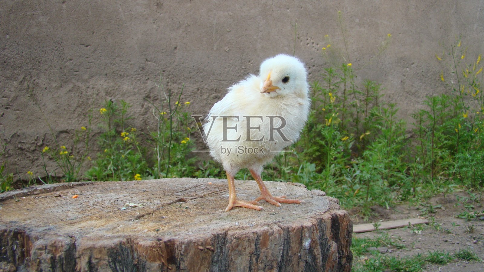 小鸡8天大了。 可爱的小鸡在树干上。 有机鸡场，养鸡。 刚出生的小鸟。 漂亮的黄色小鸡。 家禽，农场动物，小动物，鸟类翅膀照片摄影图片