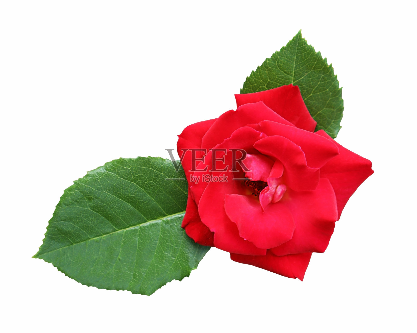 红色玫瑰花与绿色叶子孤立在白色背景照片摄影图片
