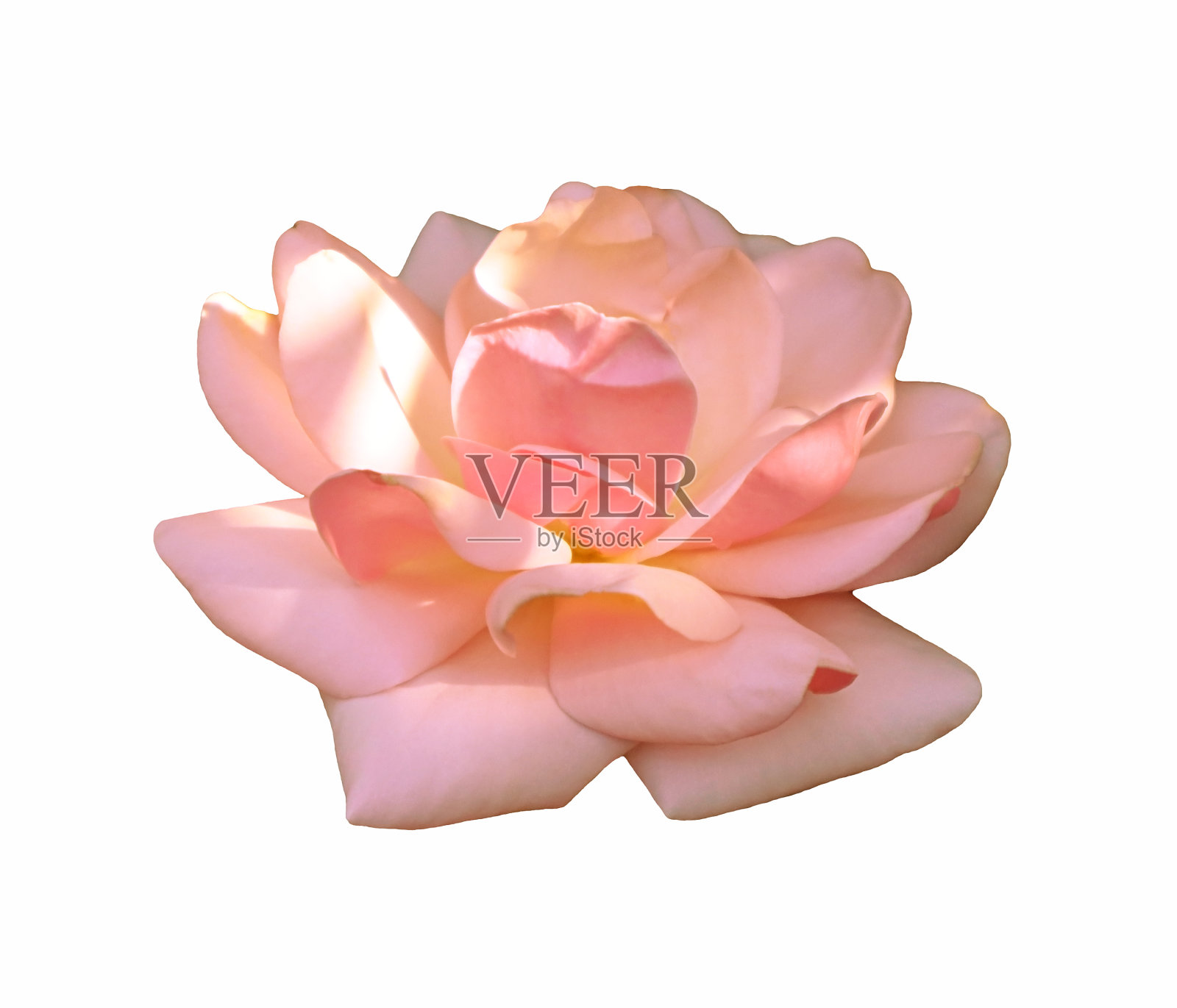 橙色玫瑰花孤立在白色背景上照片摄影图片