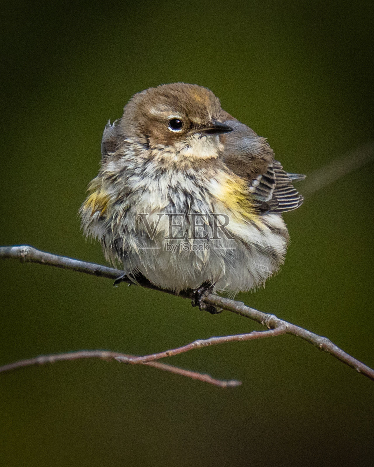 黄色的长尾莺在树枝上照片摄影图片