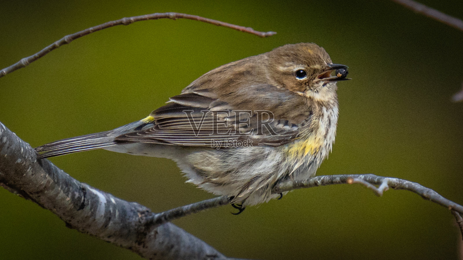 黄色的长尾莺在树枝上照片摄影图片