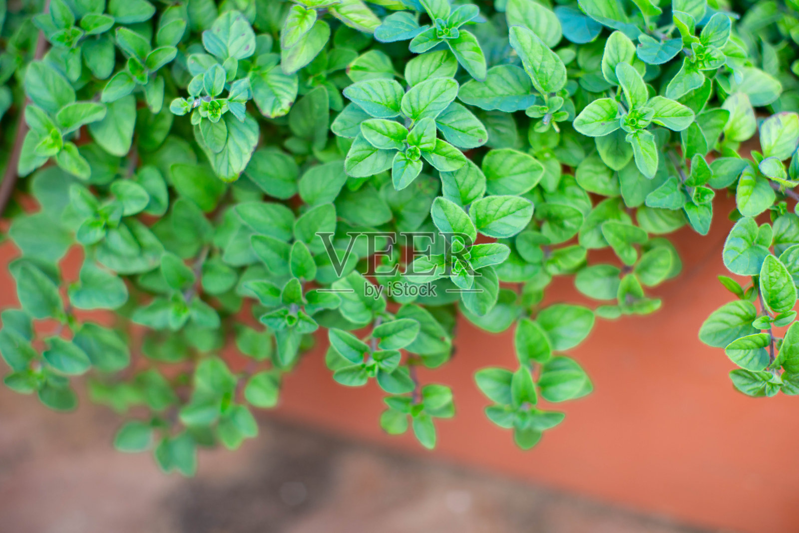 牛至瀑布照片摄影图片