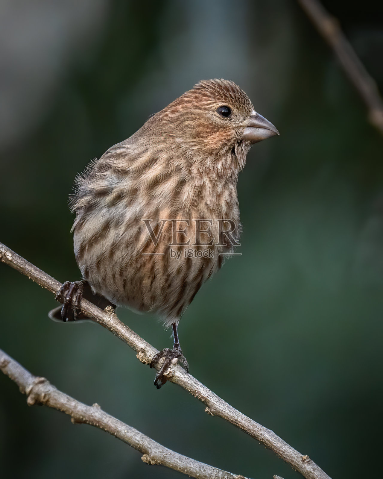 家雀鸟在树枝上照片摄影图片