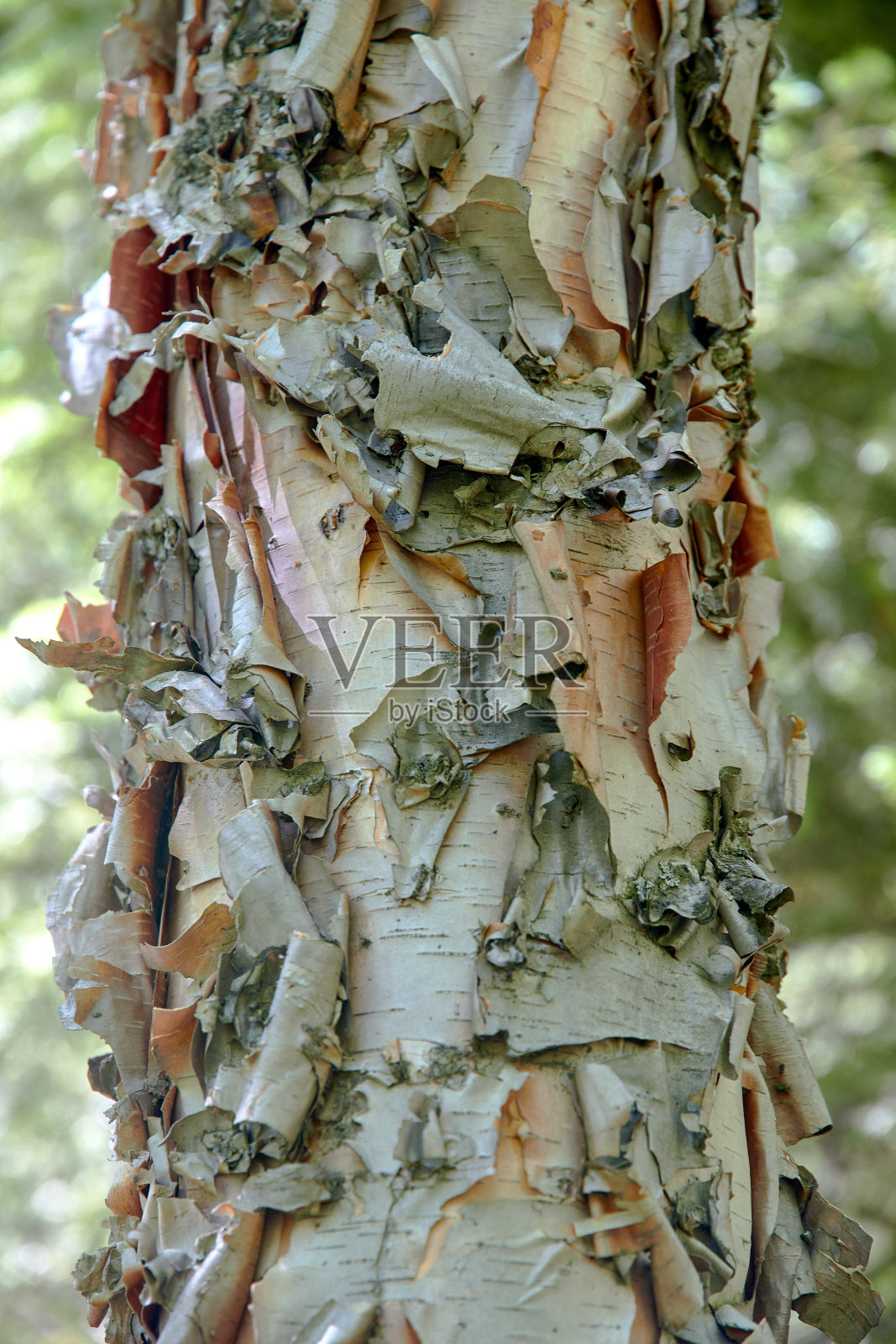桦树的树干有剥落的桦树树皮背景照片摄影图片
