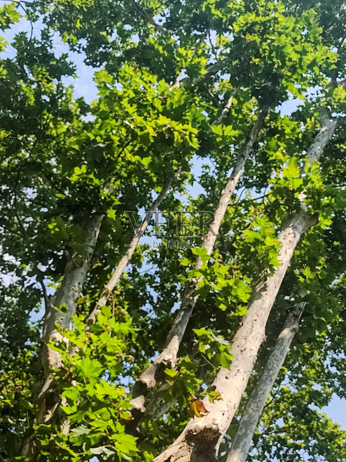 阿尔博尔照片摄影图片