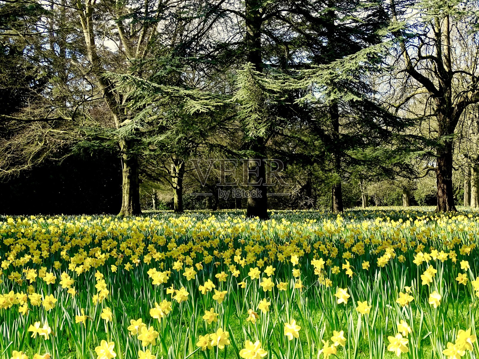 草地上令人惊叹的水仙花照片摄影图片
