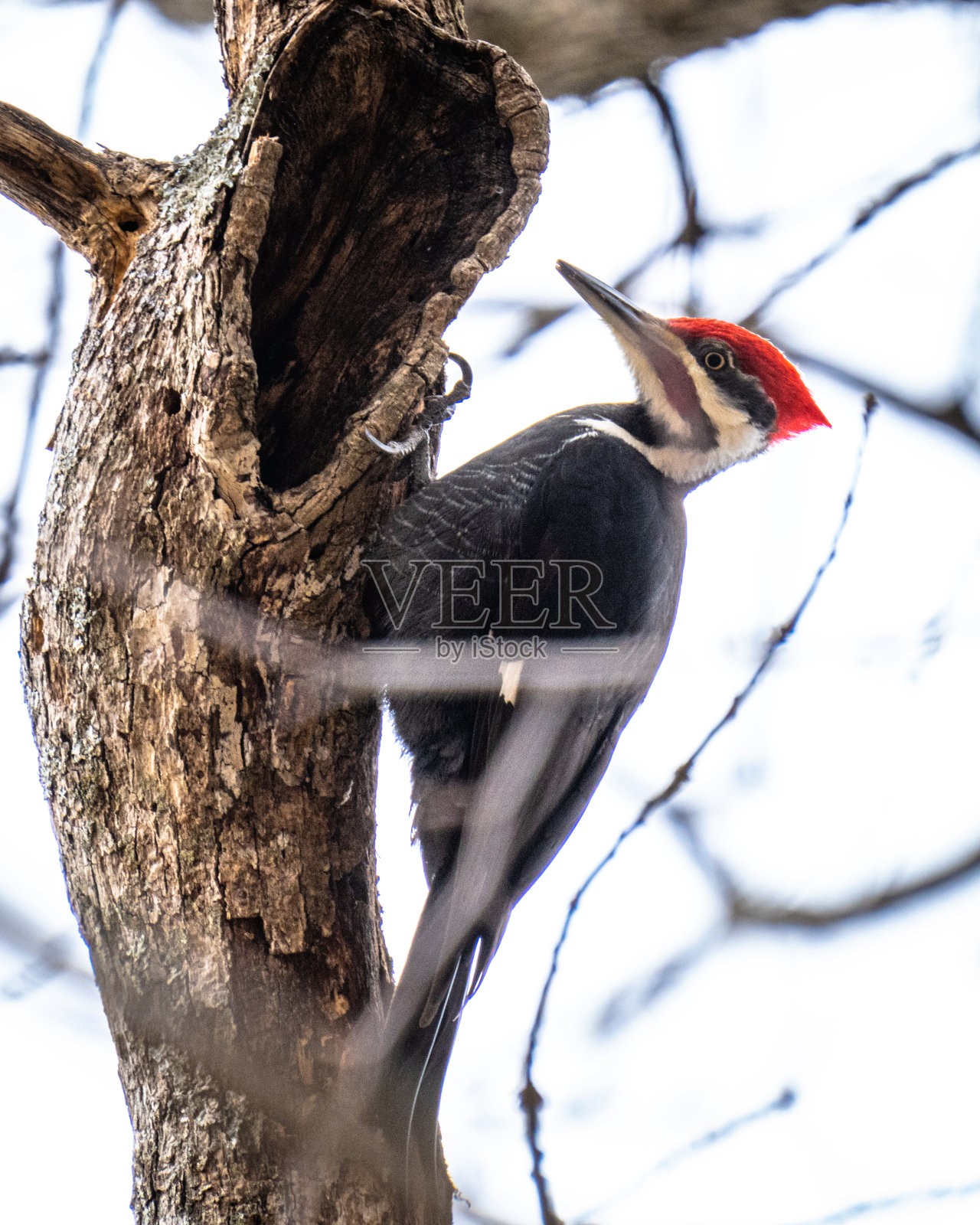 Pileated啄木鸟照片摄影图片