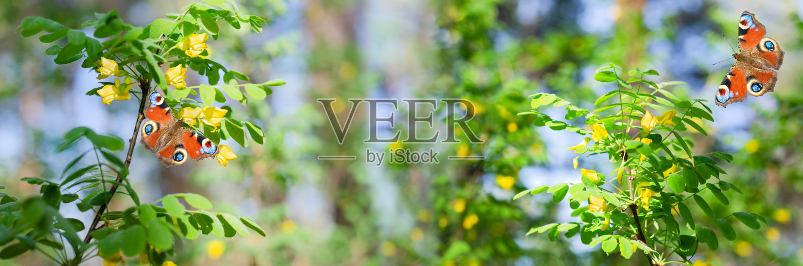 不聚焦的宽屏春天背景，盛开的黄色合欢树和美丽的孔雀眼蝴蝶。横幅照片摄影图片