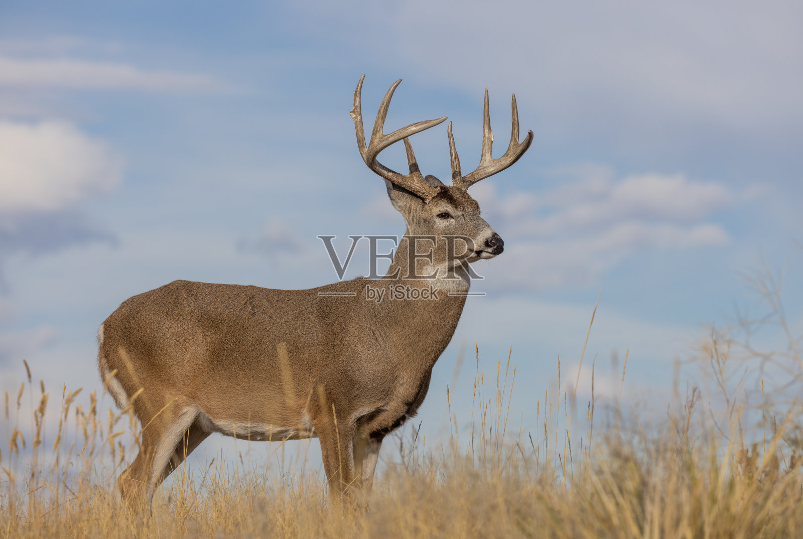 科罗拉多州秋天的白尾鹿照片摄影图片