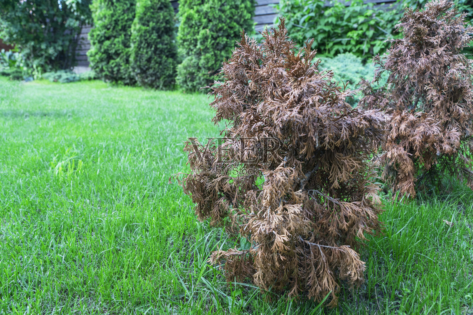 在绿色多汁的草坪上，有两只枯萎的小金莲。照片摄影图片