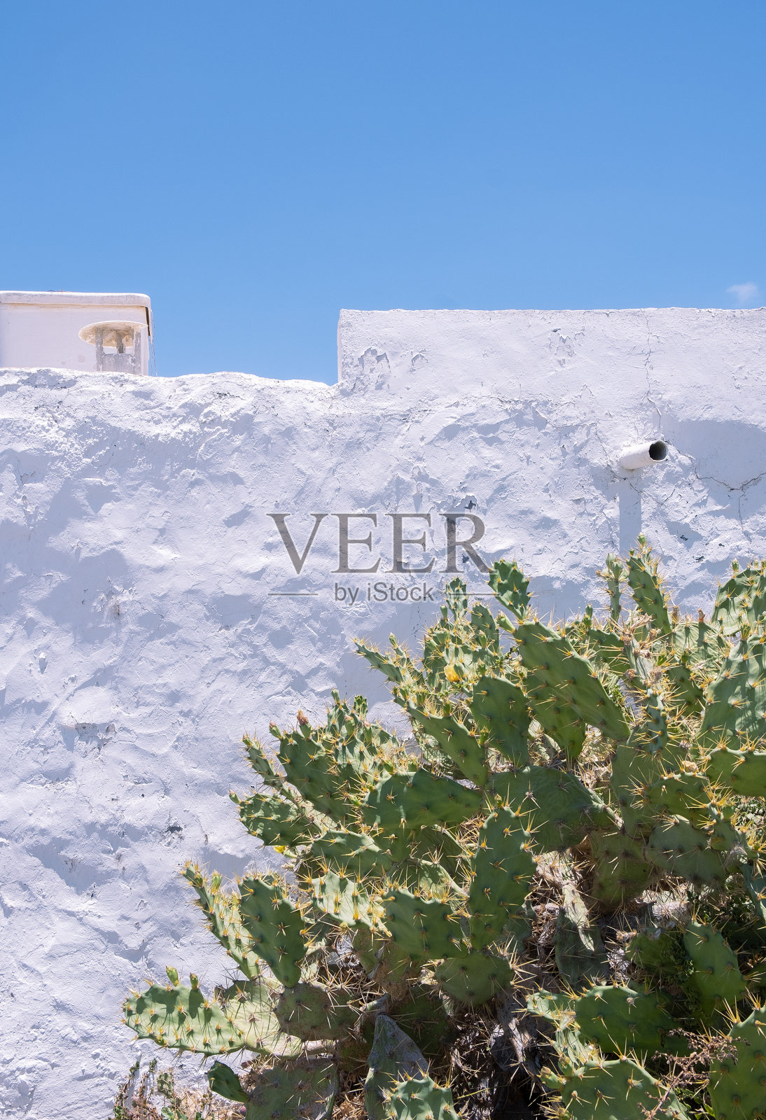 仙人掌树在白色的墙壁背景。最小的植物美学。旅行的细节。加那利岛照片摄影图片