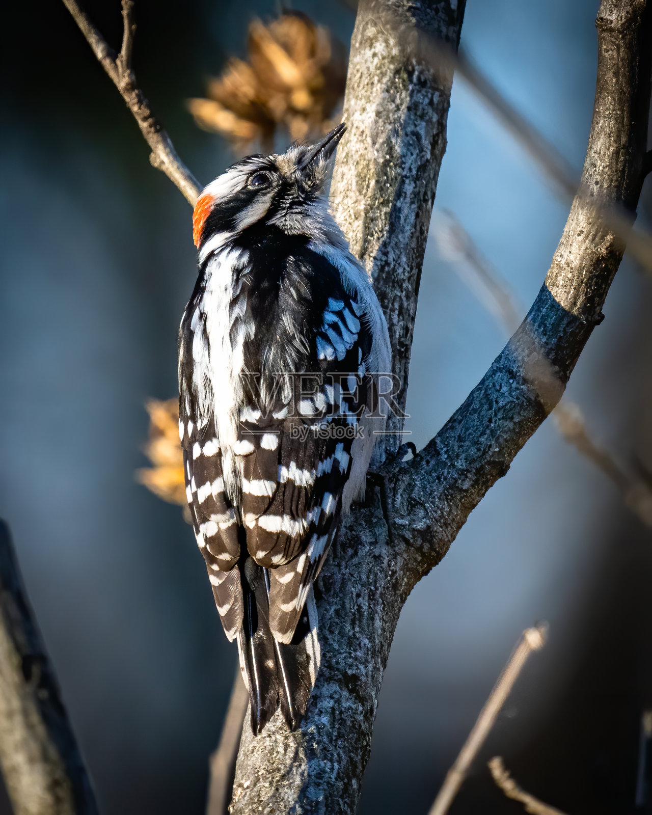 弗吉尼亚州亨特利草地公园的啄木鸟唐尼照片摄影图片