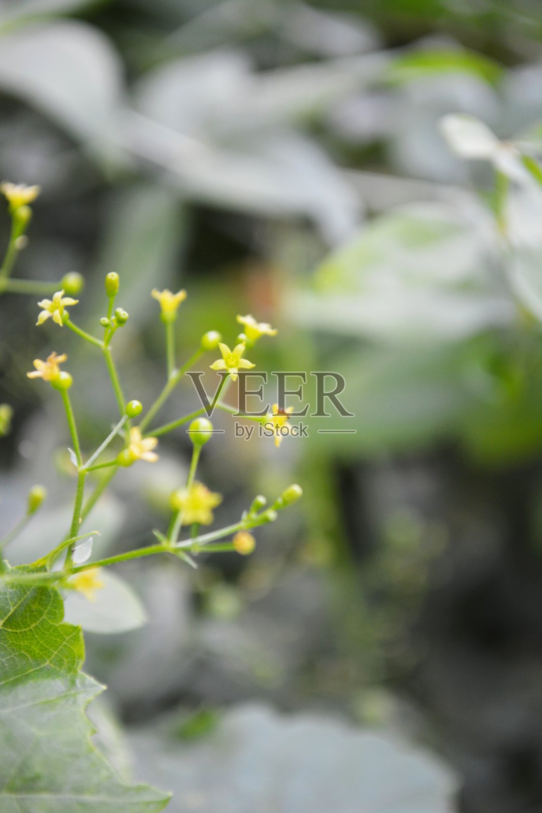 小花照片摄影图片