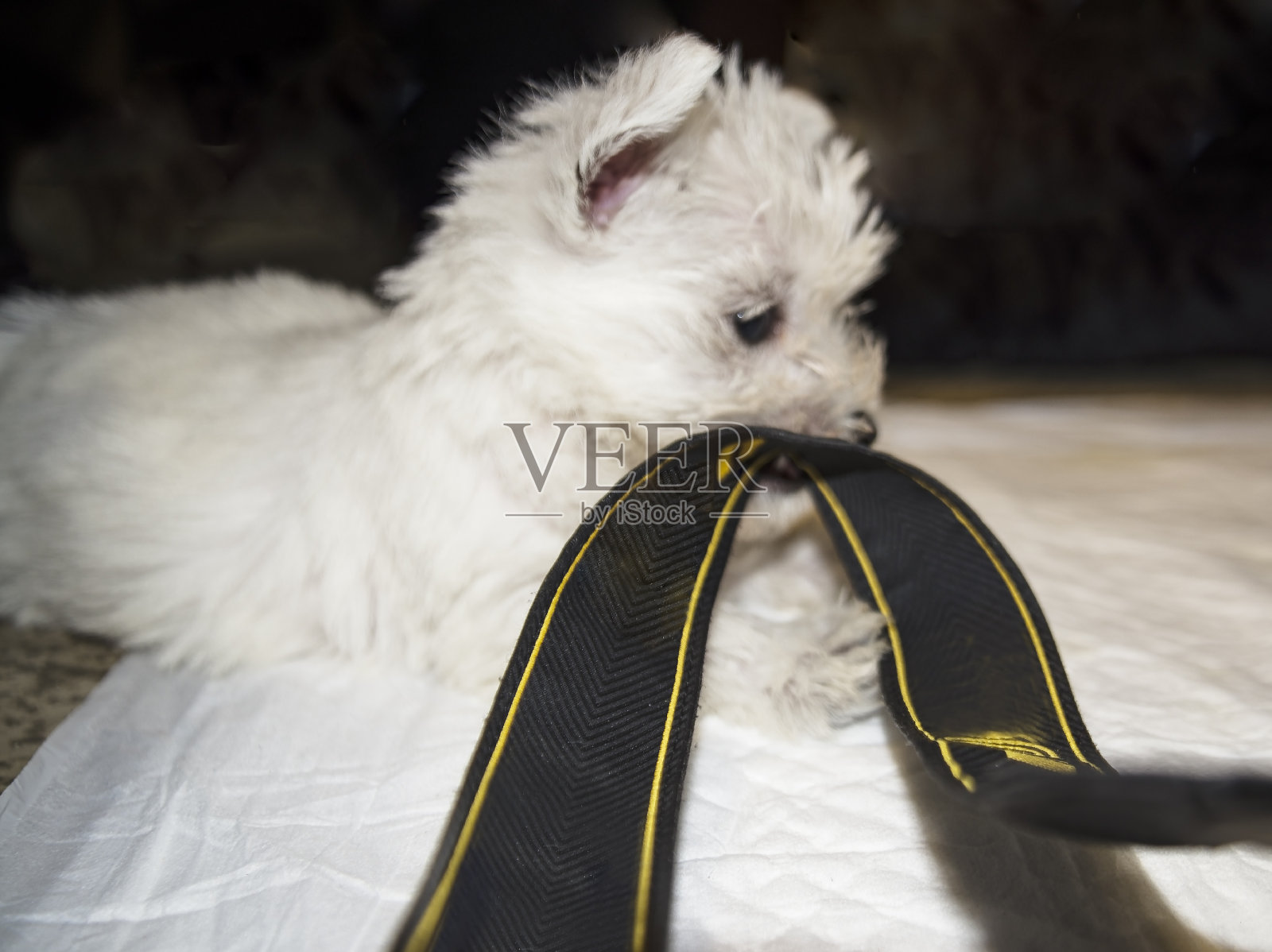 一只白色的西部高地小猎犬正在玩弄黑色的照相胶带照片摄影图片