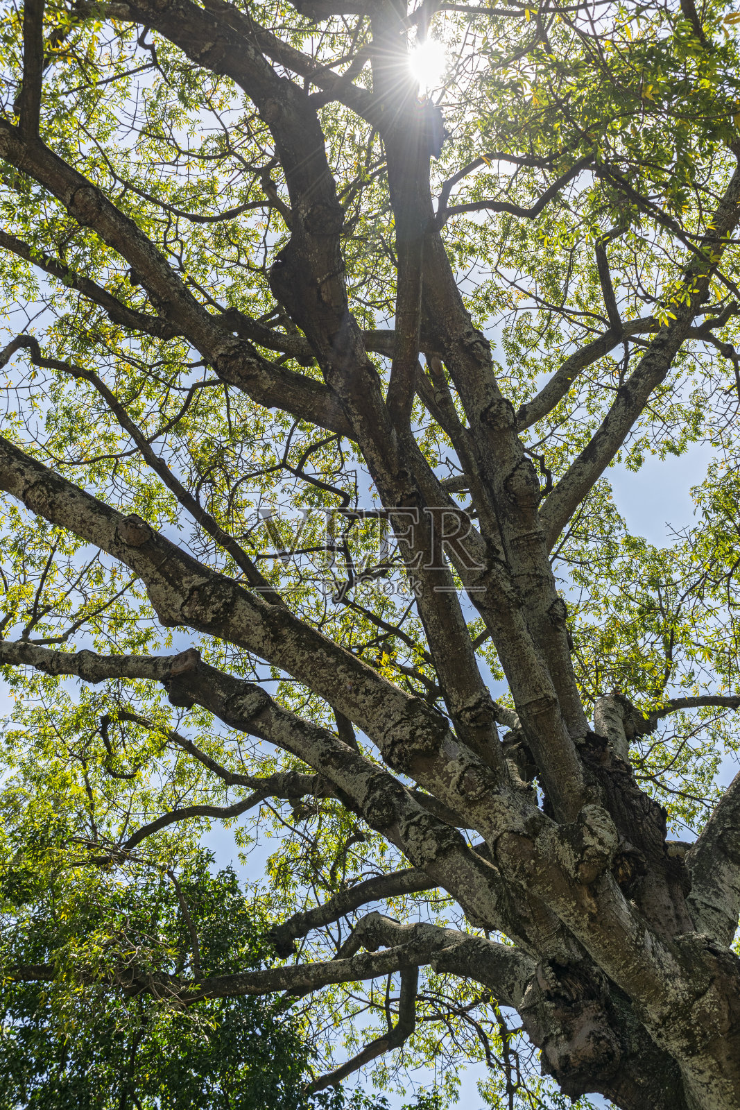 树冠的自底向上的视图。照片摄影图片