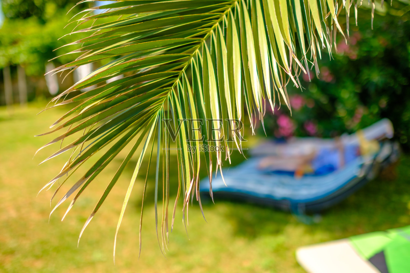 棕榈叶与日光浴床的背景照片摄影图片