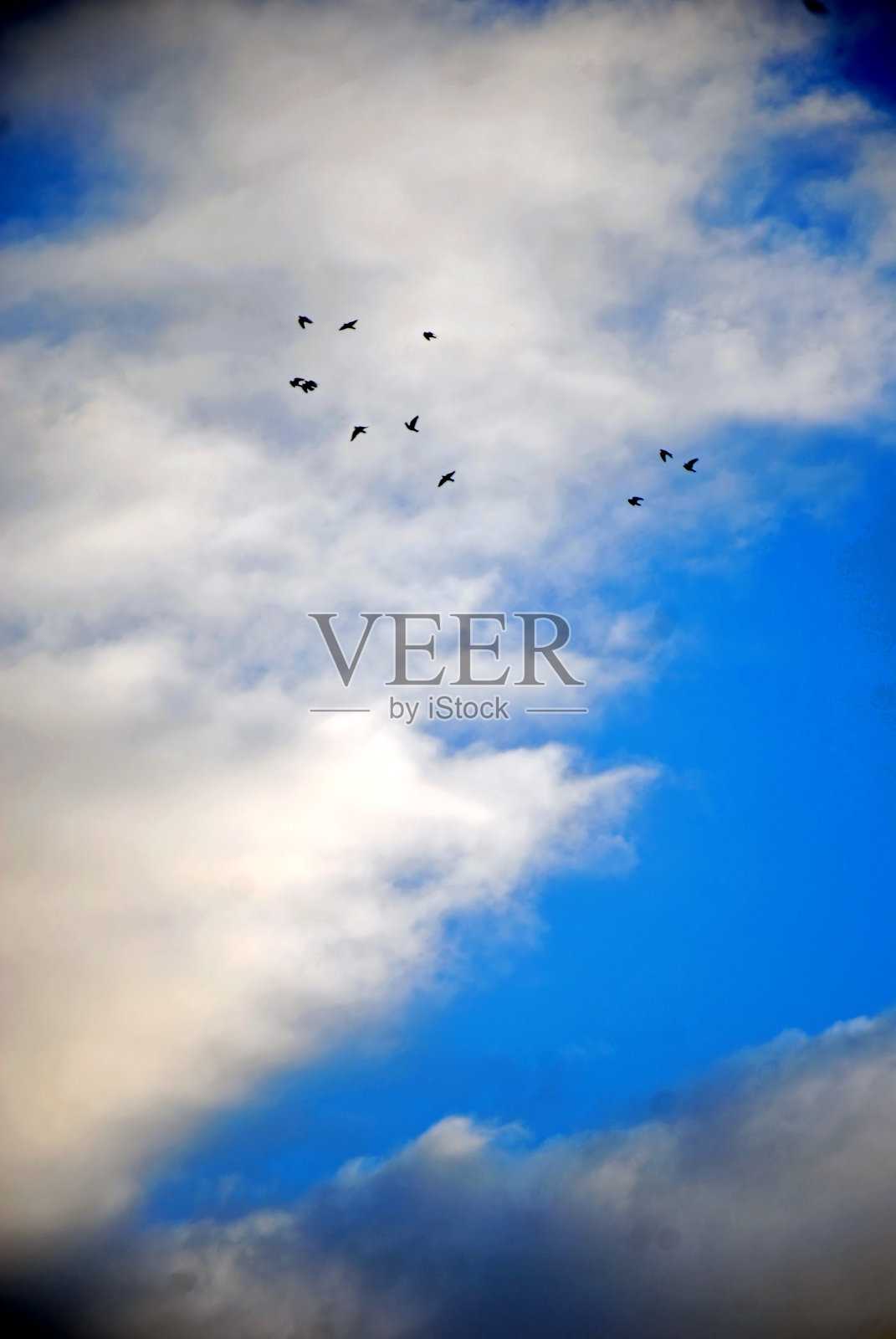 清晨的云在东方与鸽子照片摄影图片