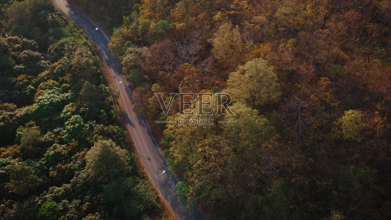 一条长长的小路穿过两边的树林照片摄影图片