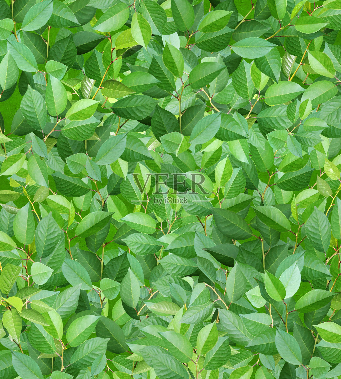 装饰背景与树枝和绿叶。全绿色背景与樱桃叶照片摄影图片