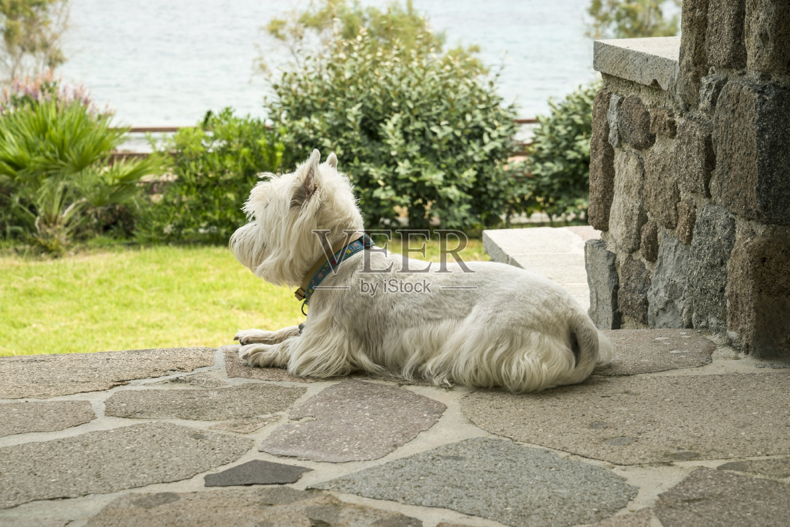 白色的西部高地梗犬躺在台阶上，背景是大海照片摄影图片