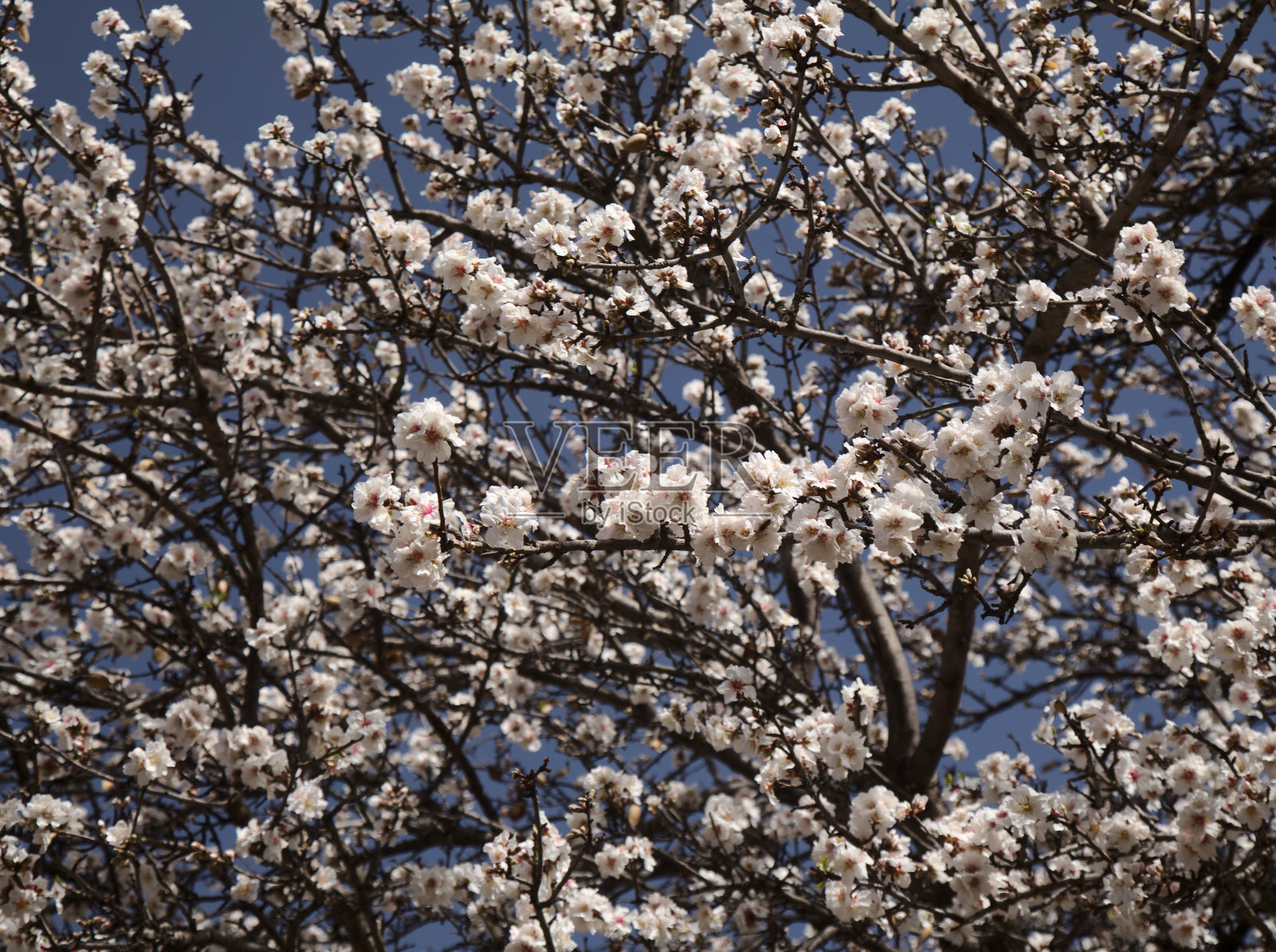园艺大卡纳利亚-杏树开花在特赫达一月照片摄影图片