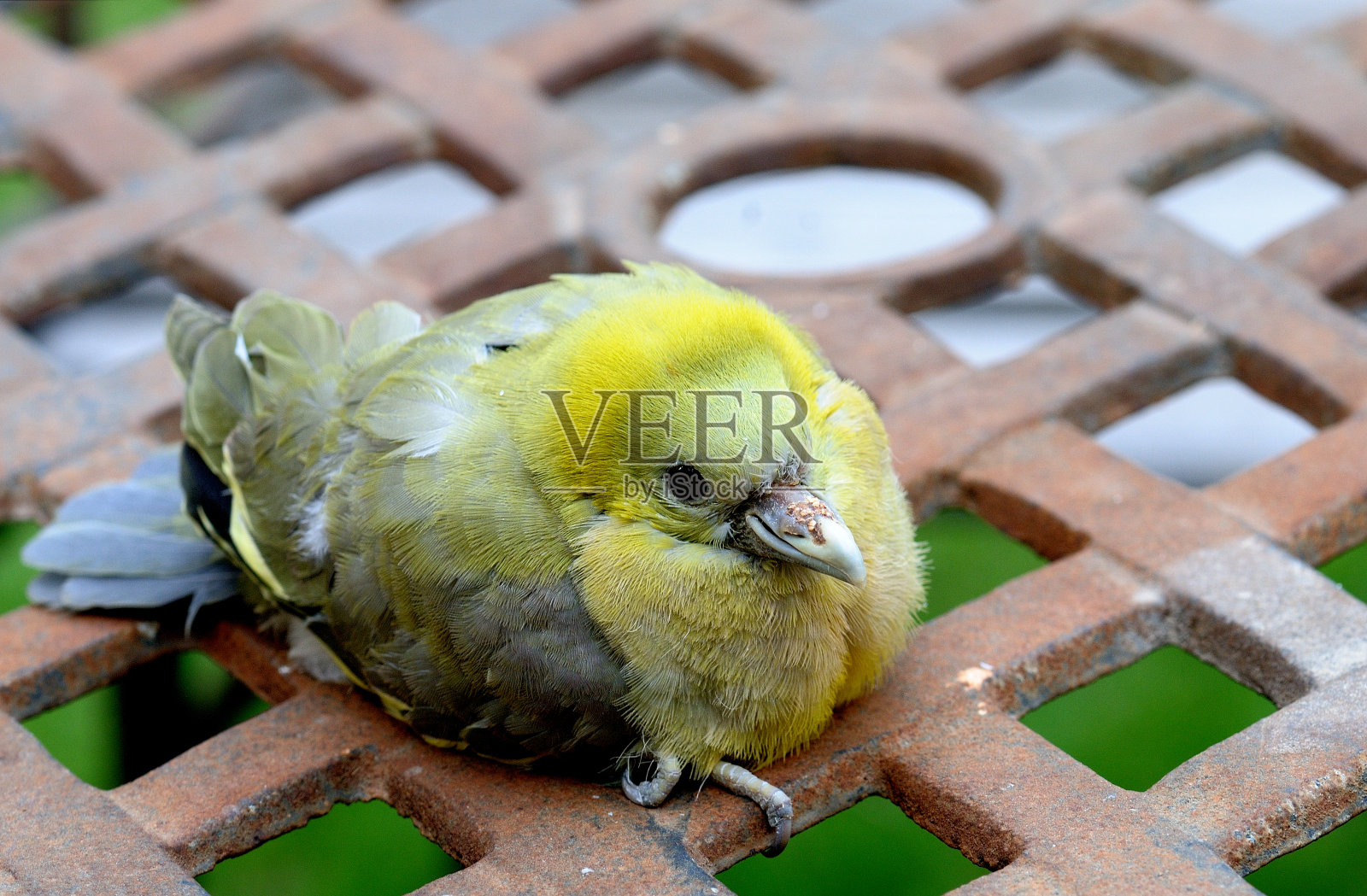 小鸽子照片摄影图片